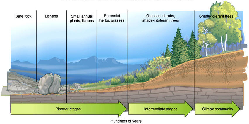 Flow Chart Of Ecological Succession